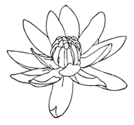 Fleur 0